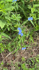 Commelina erecta
