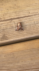 Scoliopteryx libatrix