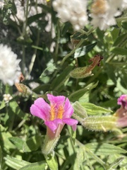 Erythranthe erubescens