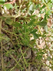 Amaranthus albus