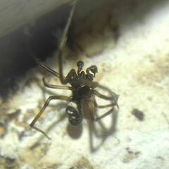 Steatoda albomaculata