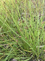 Eleocharis