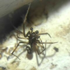 Steatoda albomaculata