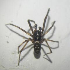 Steatoda albomaculata