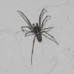 Steatoda albomaculata