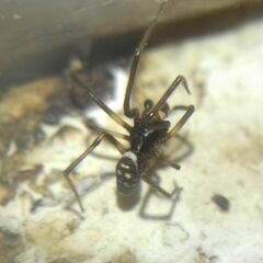 Steatoda albomaculata