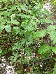 Aconitum noveboracense