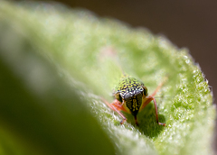 Versigonalia vermiculata