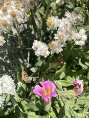 Erythranthe erubescens