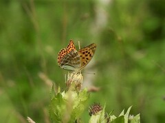 Argynnis paphia
