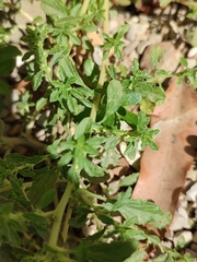 Amaranthus albus