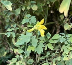 Pseudofumaria lutea