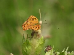 Argynnis paphia
