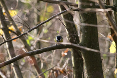 Parus major