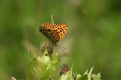 Argynnis paphia