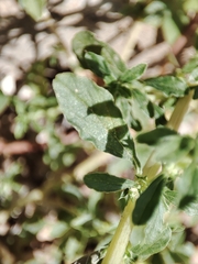 Amaranthus albus