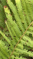 Matteuccia struthiopteris