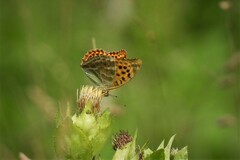 Argynnis paphia