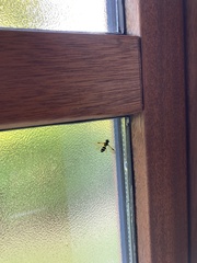 Xanthogramma pedissequum