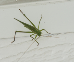Neoconocephalus retusus