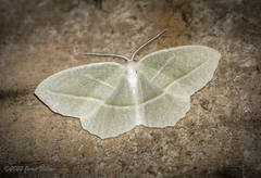 Campaea perlata