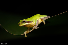 Hyla chinensis