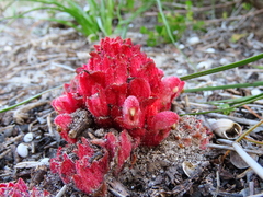 Hyobanche sanguinea