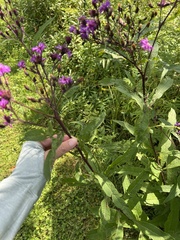 Vernonia gigantea