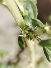 Amaranthus albus