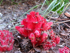 Hyobanche sanguinea
