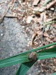 Carpocoris purpureipennis