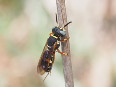 Philanthus ventilabris