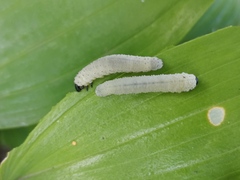 Phymatocera aterrima