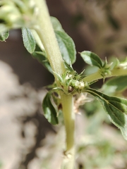 Amaranthus albus
