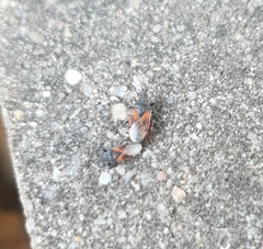 Oxycarenus lavaterae