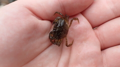 Carcinus maenas