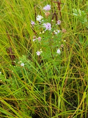 Symphyotrichum boreale