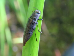 Dicerca tenebrica