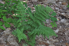 Dryopteris carthusiana
