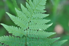Dryopteris carthusiana