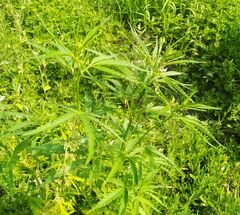 Cannabis sativa