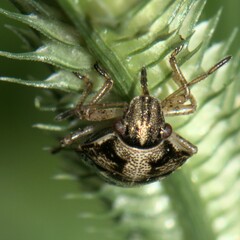 Pentatomidae