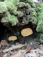 Tricholomopsis decora