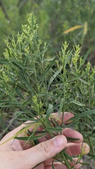 Baccharis neglecta