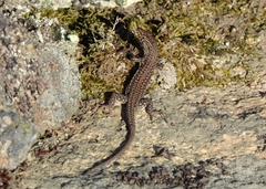 Podarcis guadarramae guadarramae