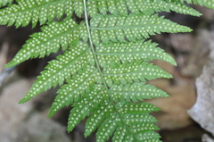 Dryopteris carthusiana