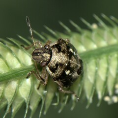 Pentatomidae