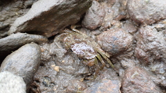 Carcinus maenas