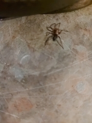 Scotophaeus blackwalli