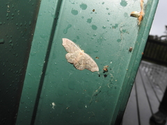 Lambdina fiscellaria